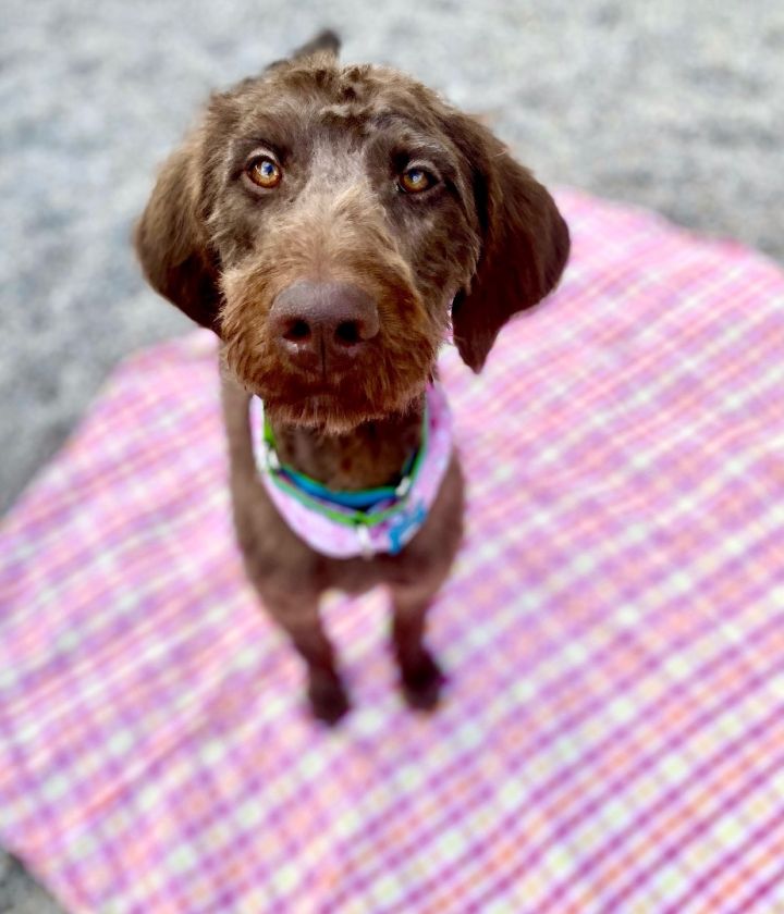 Lacy, an adopted Labradoodle in Cincinnati, OH_image-5