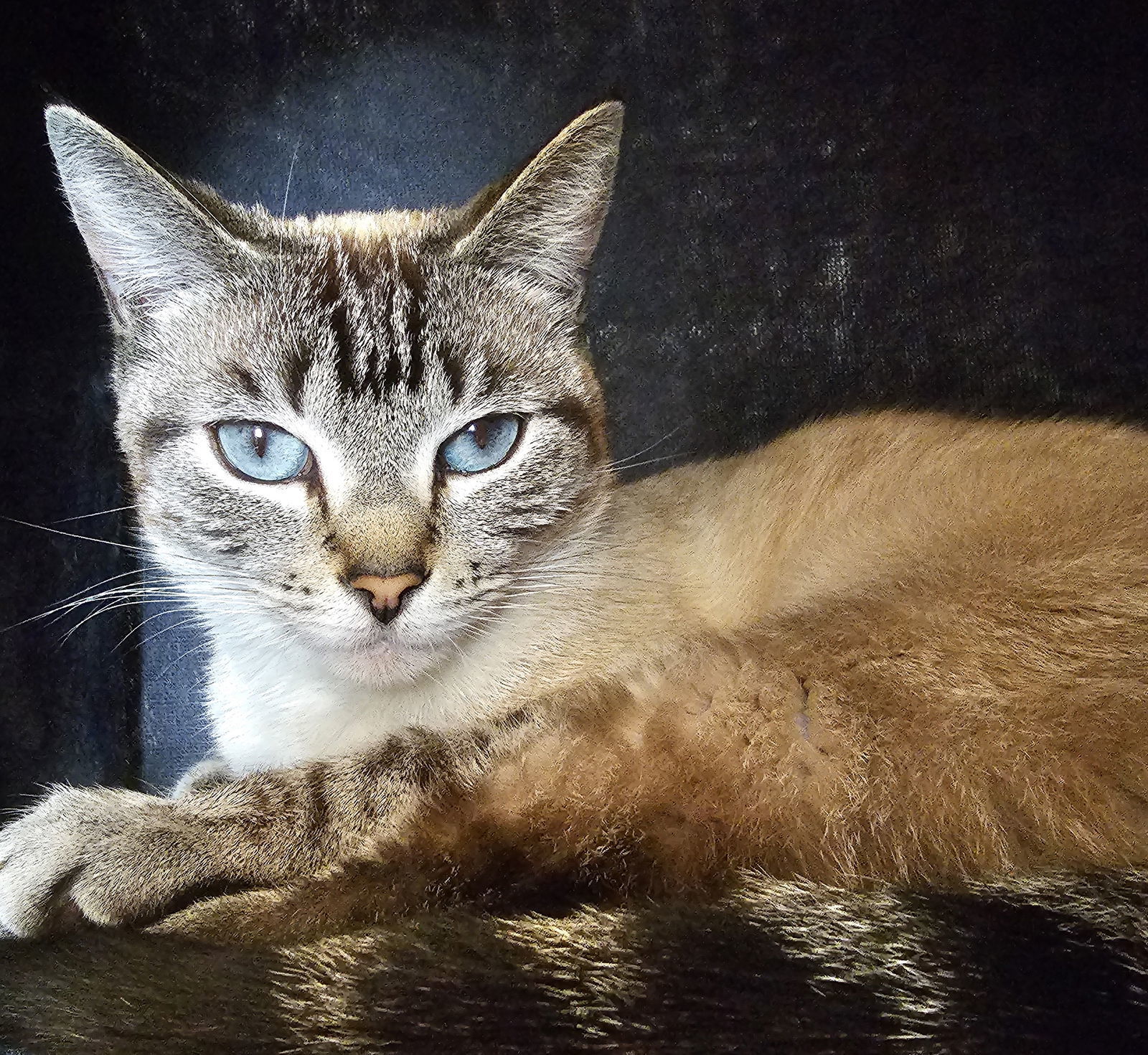 Munchies, an adoptable Domestic Short Hair, Tabby in San Jose, CA, 95112 | Photo Image 1
