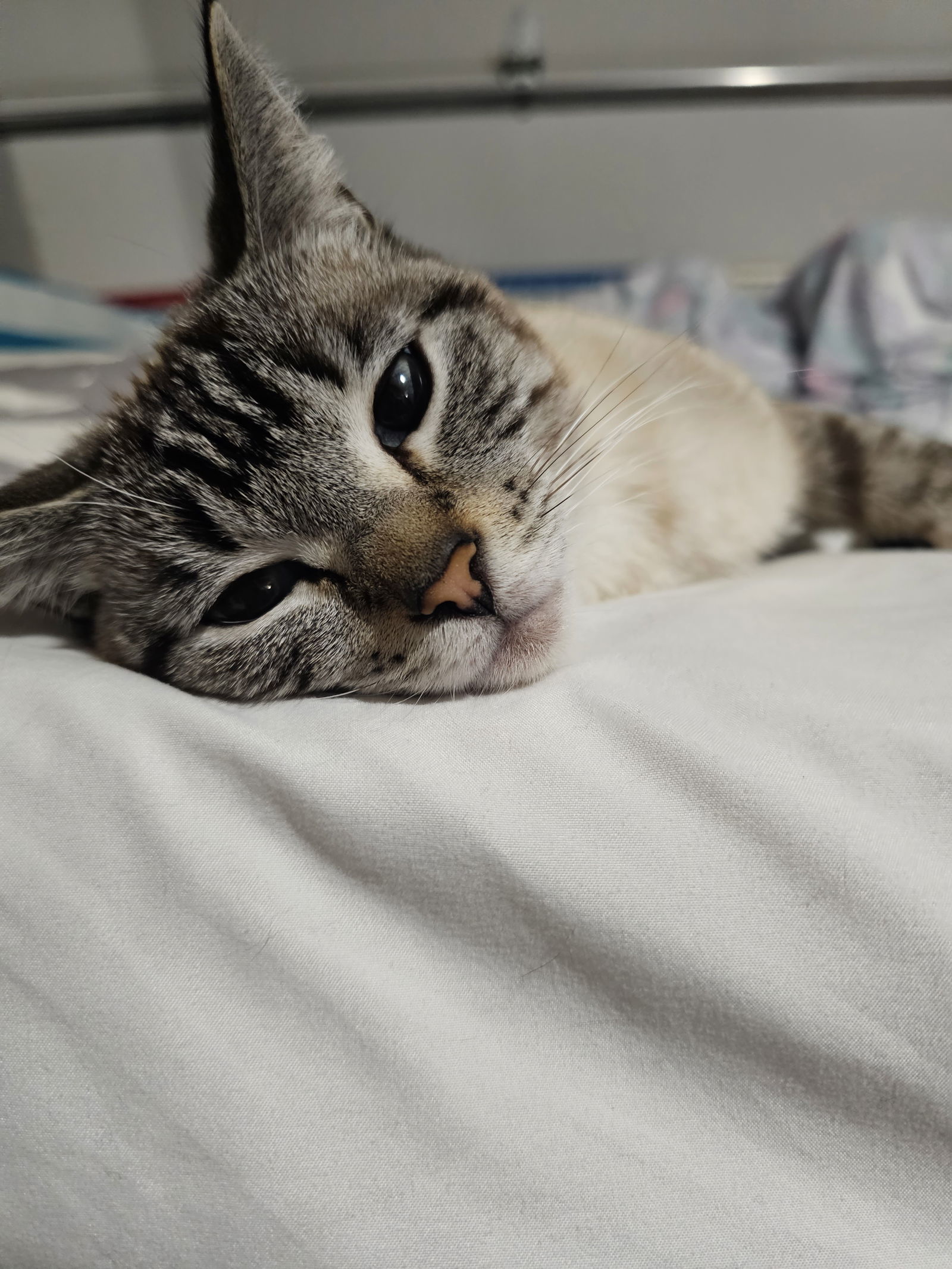 Munchies, an adoptable Domestic Short Hair, Tabby in San Jose, CA, 95112 | Photo Image 2