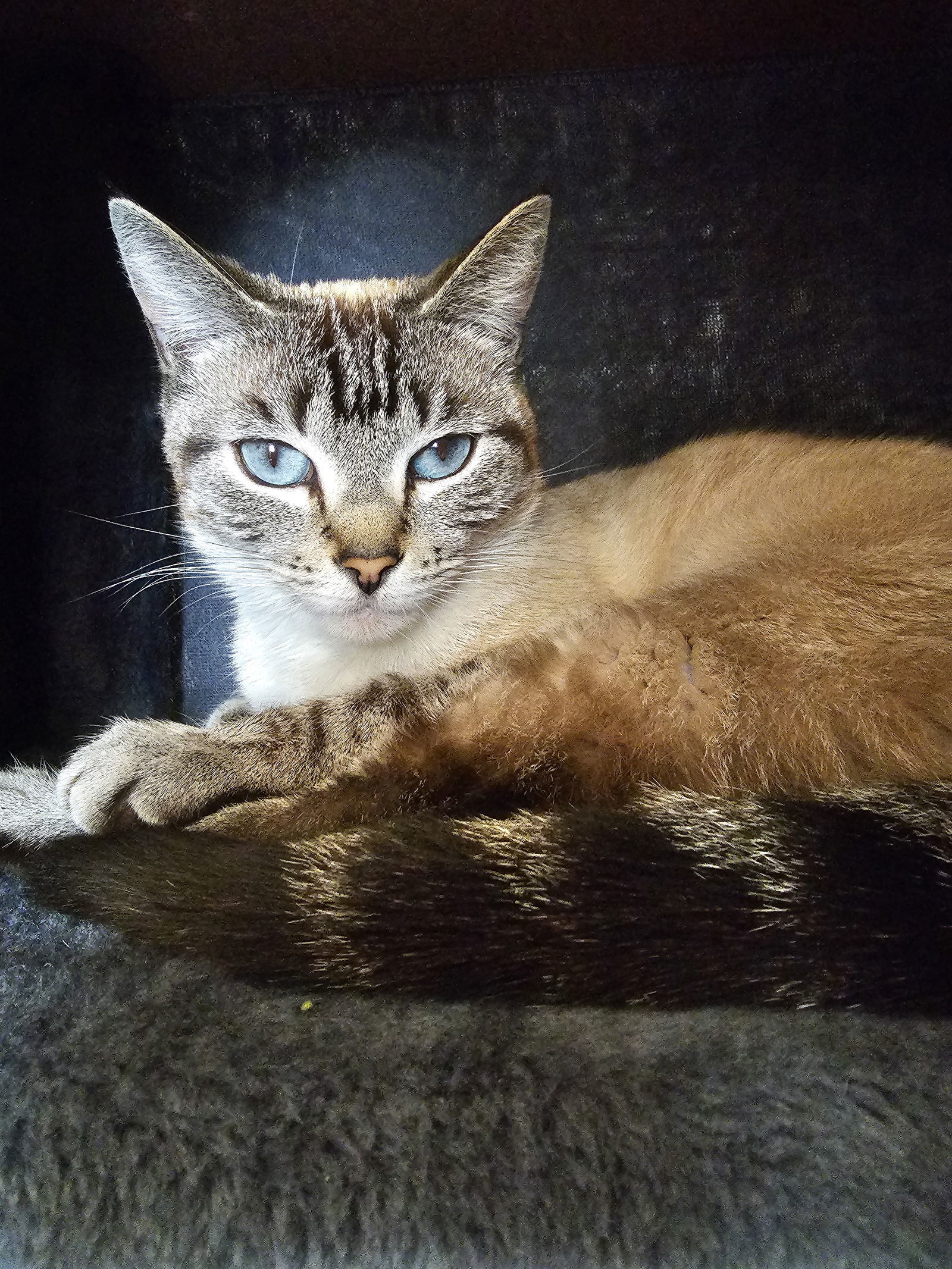 Munchies, an adoptable Domestic Short Hair, Tabby in San Jose, CA, 95112 | Photo Image 3