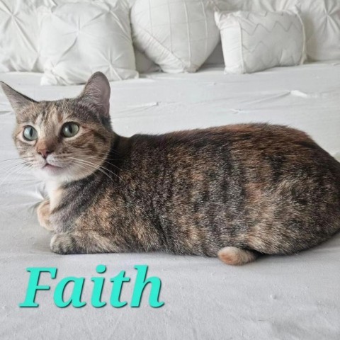 Faith, an adoptable Domestic Short Hair in HERNANDO, MS, 38632 | Photo Image 1