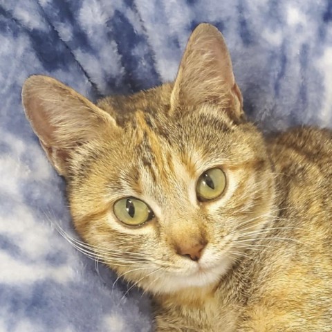 Faith, an adoptable Domestic Short Hair in HERNANDO, MS, 38632 | Photo Image 2