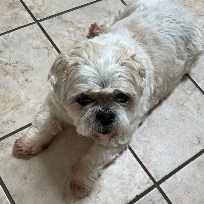 Dfw shih best sale tzu rescue