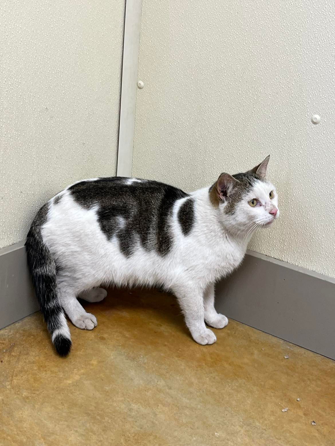 Kipper, an adoptable Domestic Short Hair in Austin, MN, 55912 | Photo Image 1