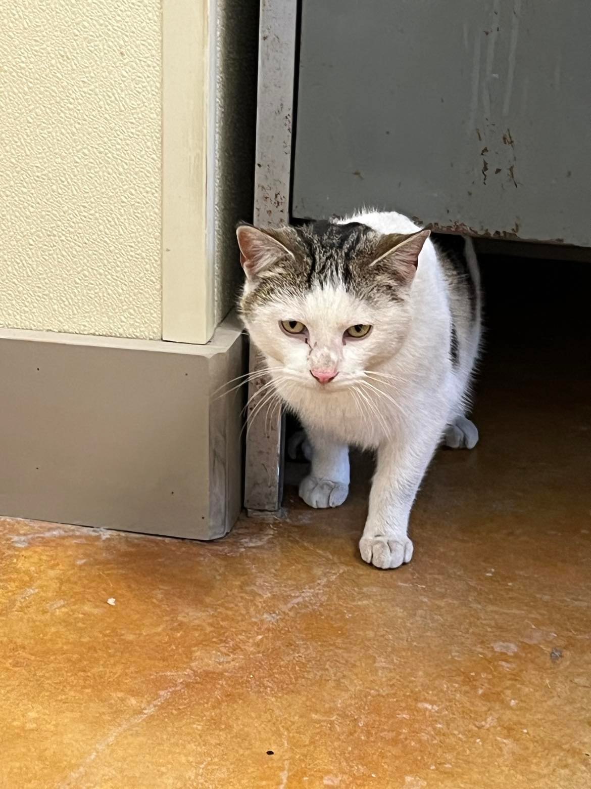 Kipper, an adoptable Domestic Short Hair in Austin, MN, 55912 | Photo Image 2