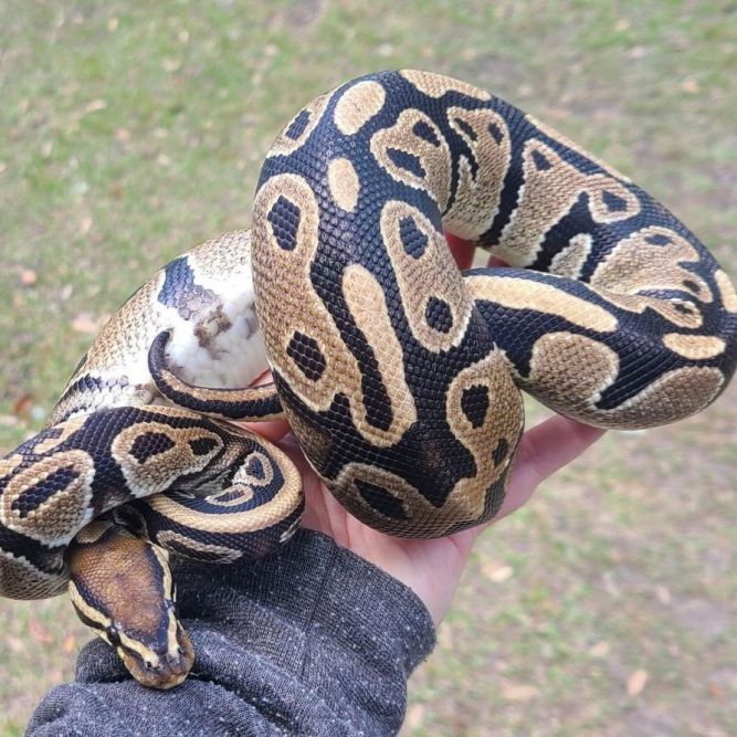 full grown ball python