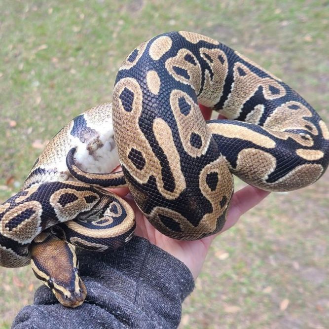 Full Grown Ball Python