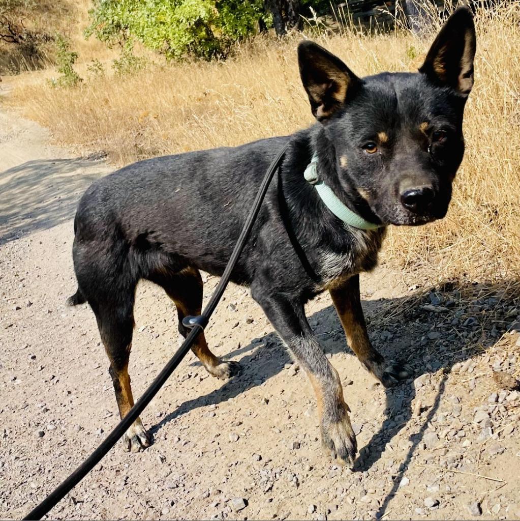 SIMBA, an adoptable Australian Cattle Dog / Blue Heeler in Point Richmond, CA, 94801 | Photo Image 1
