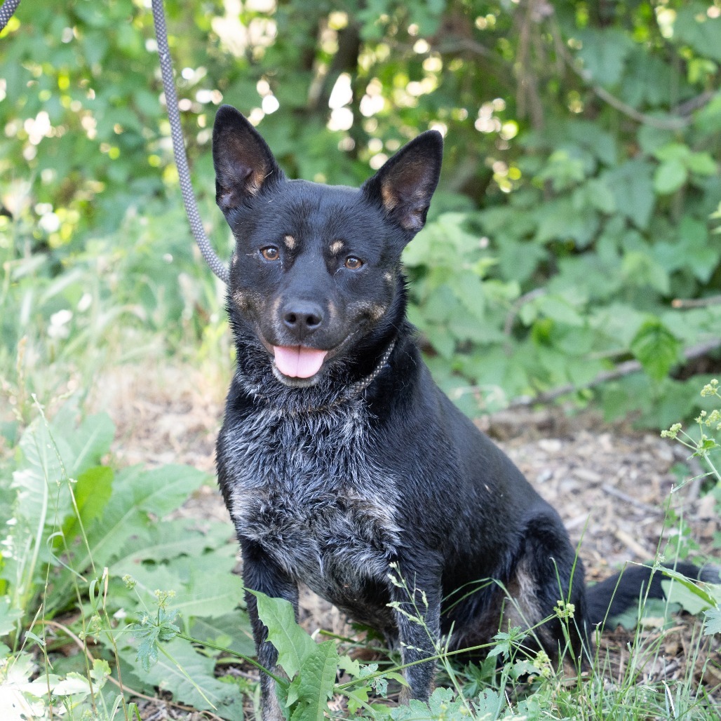 SIMBA, an adoptable Australian Cattle Dog / Blue Heeler in Point Richmond, CA, 94801 | Photo Image 1