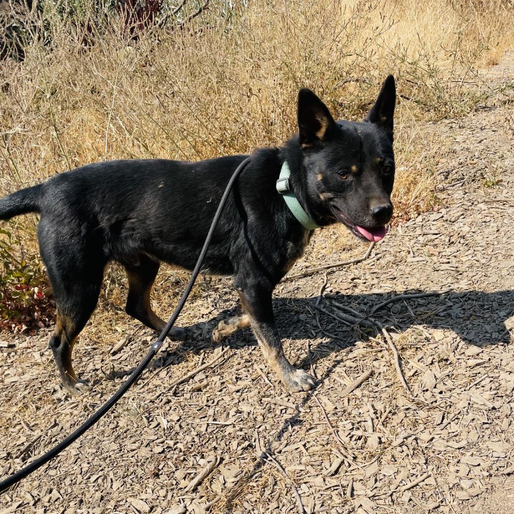 SIMBA, an adoptable Australian Cattle Dog / Blue Heeler in Point Richmond, CA, 94801 | Photo Image 2
