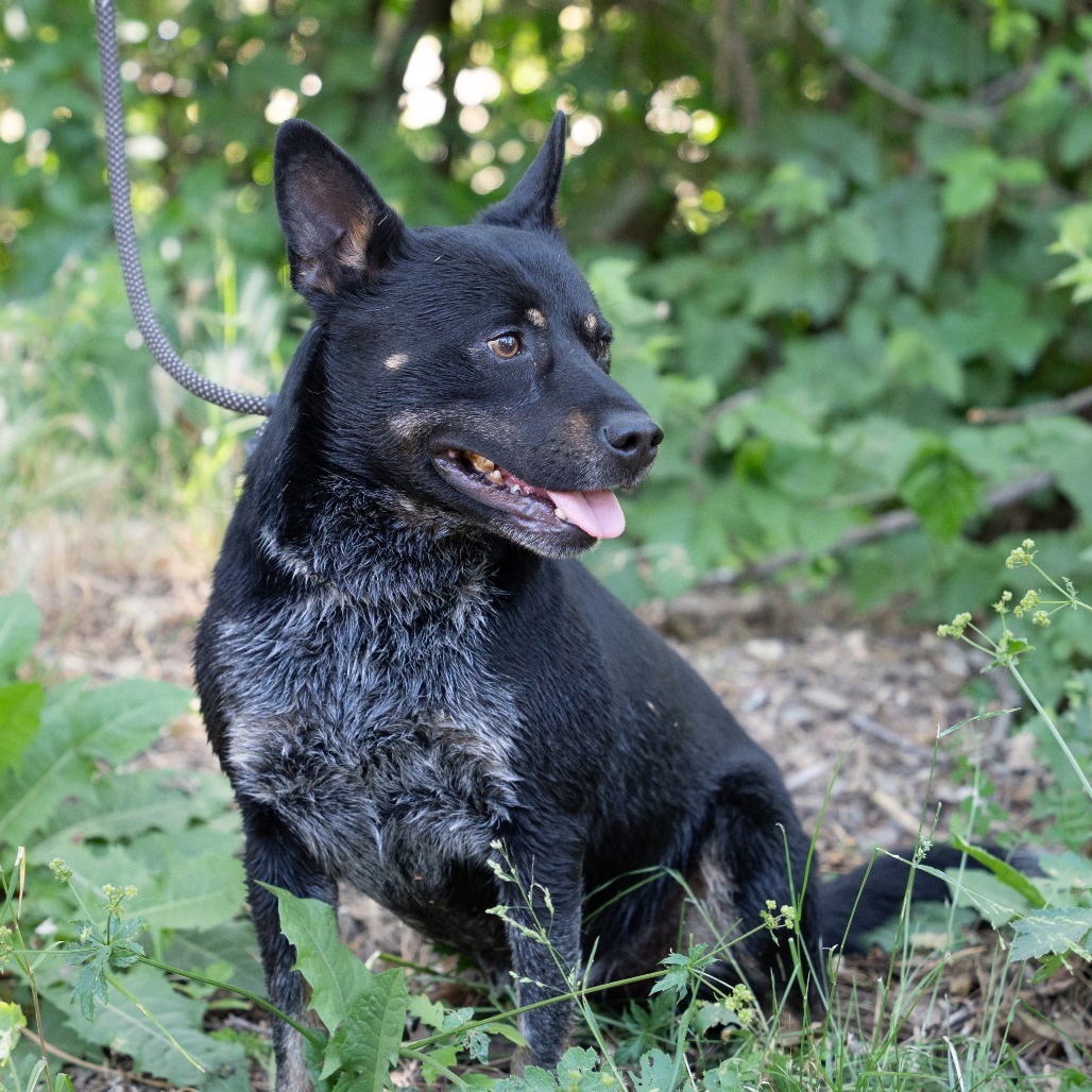 SIMBA, an adoptable Australian Cattle Dog / Blue Heeler in Point Richmond, CA, 94801 | Photo Image 2