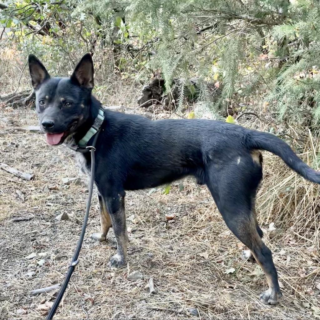 SIMBA, an adoptable Australian Cattle Dog / Blue Heeler in Point Richmond, CA, 94801 | Photo Image 3