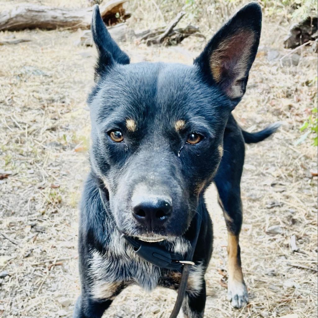 SIMBA, an adoptable Australian Cattle Dog / Blue Heeler in Point Richmond, CA, 94801 | Photo Image 4