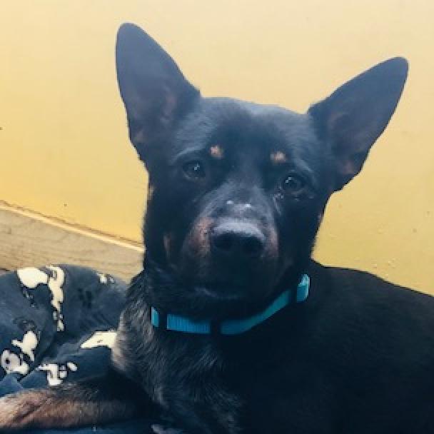 SIMBA, an adoptable Australian Cattle Dog / Blue Heeler in Point Richmond, CA, 94801 | Photo Image 5