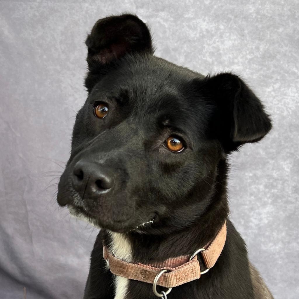SOPHIE, an adoptable Black Labrador Retriever, Pit Bull Terrier in Point Richmond, CA, 94801 | Photo Image 1
