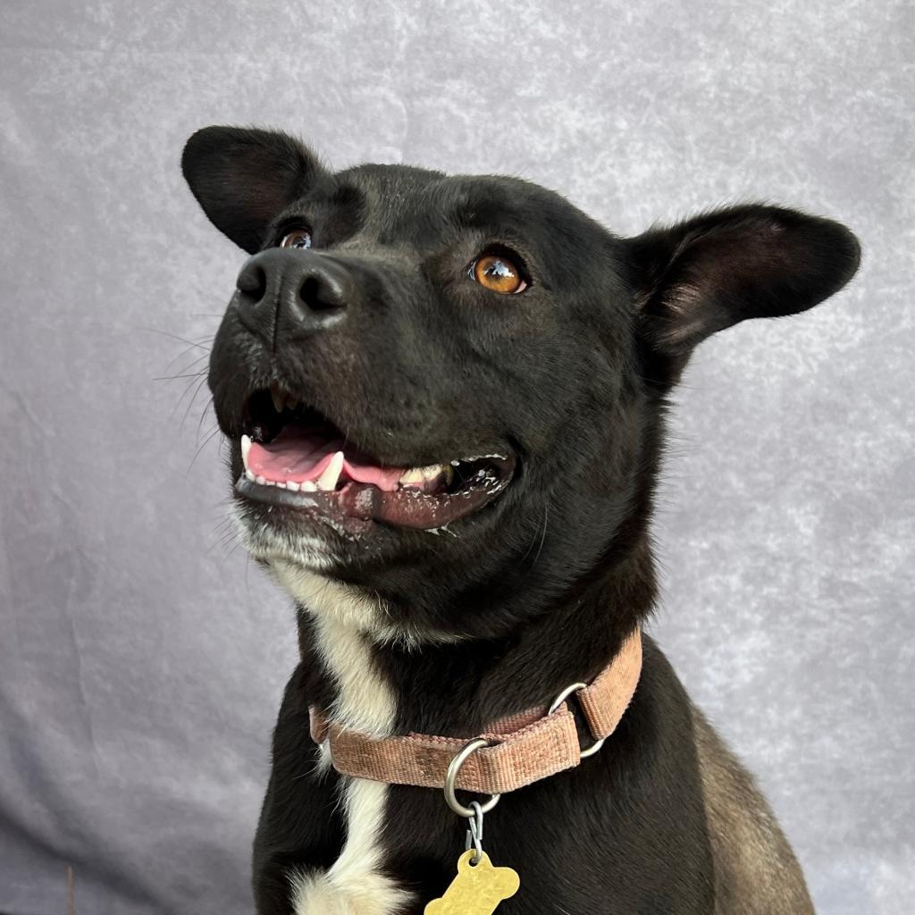 SOPHIE, an adoptable Black Labrador Retriever, Pit Bull Terrier in Point Richmond, CA, 94801 | Photo Image 2