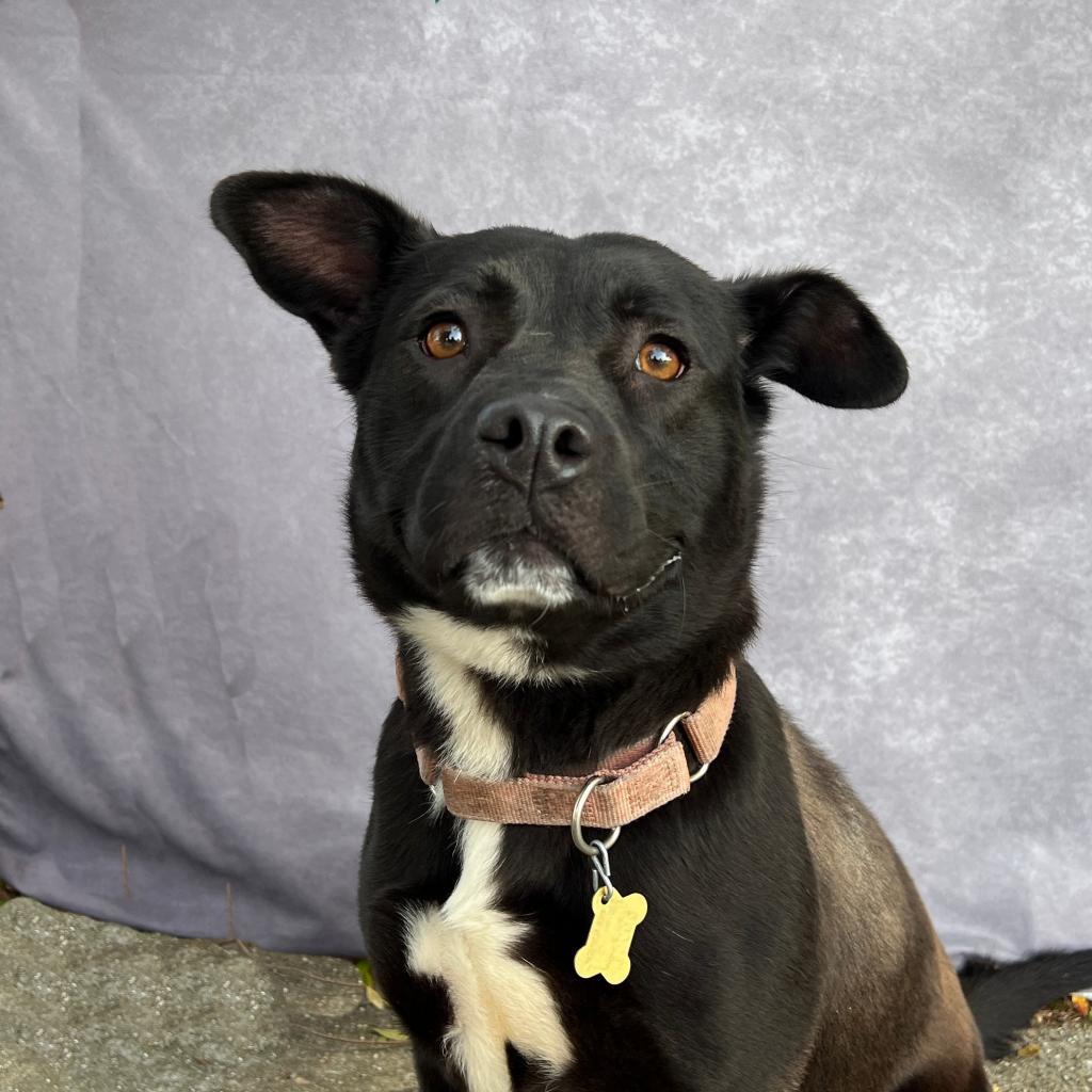 SOPHIE, an adoptable Black Labrador Retriever, Pit Bull Terrier in Point Richmond, CA, 94801 | Photo Image 3