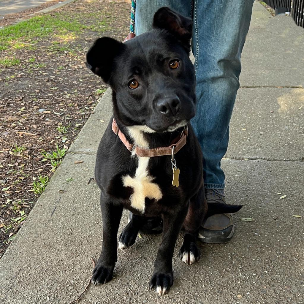 SOPHIE, an adoptable Black Labrador Retriever, Pit Bull Terrier in Point Richmond, CA, 94801 | Photo Image 4