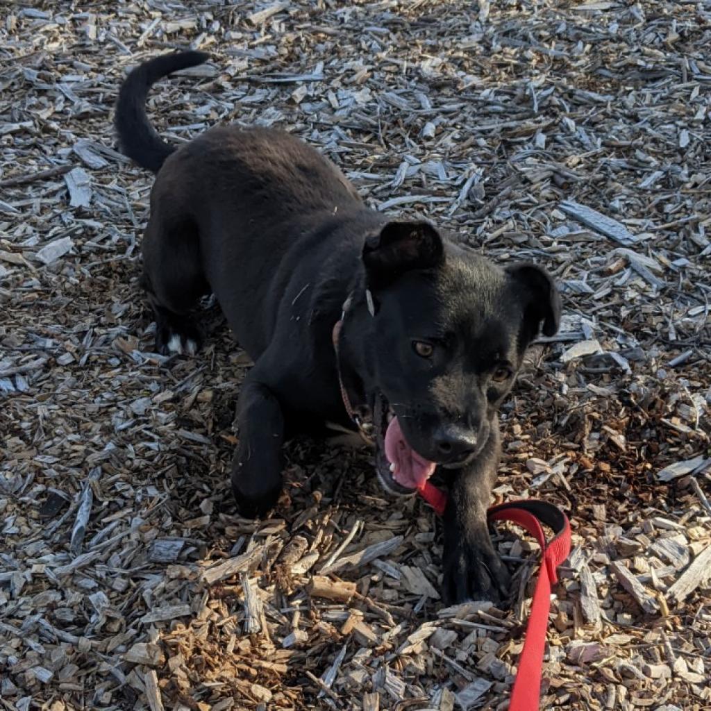 SOPHIE, an adoptable Black Labrador Retriever, Pit Bull Terrier in Point Richmond, CA, 94801 | Photo Image 5