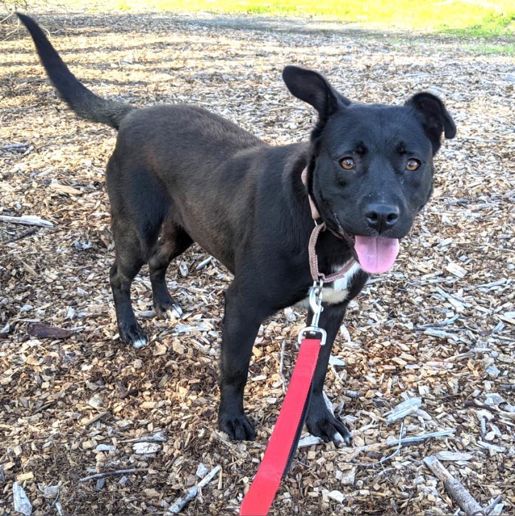 SOPHIE, an adoptable Black Labrador Retriever, Pit Bull Terrier in Point Richmond, CA, 94801 | Photo Image 6