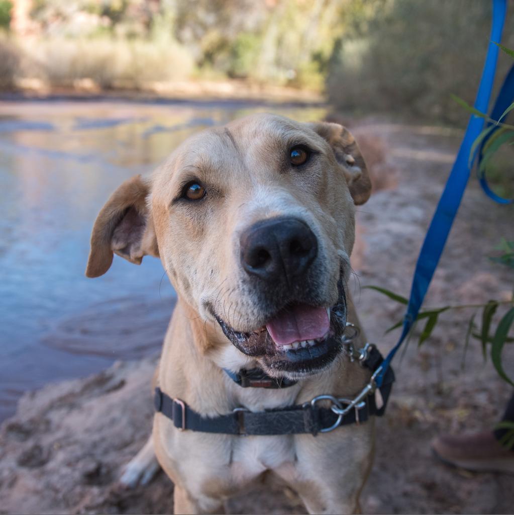 Mojito, an adoptable Labrador Retriever in Kanab, UT, 84741 | Photo Image 1