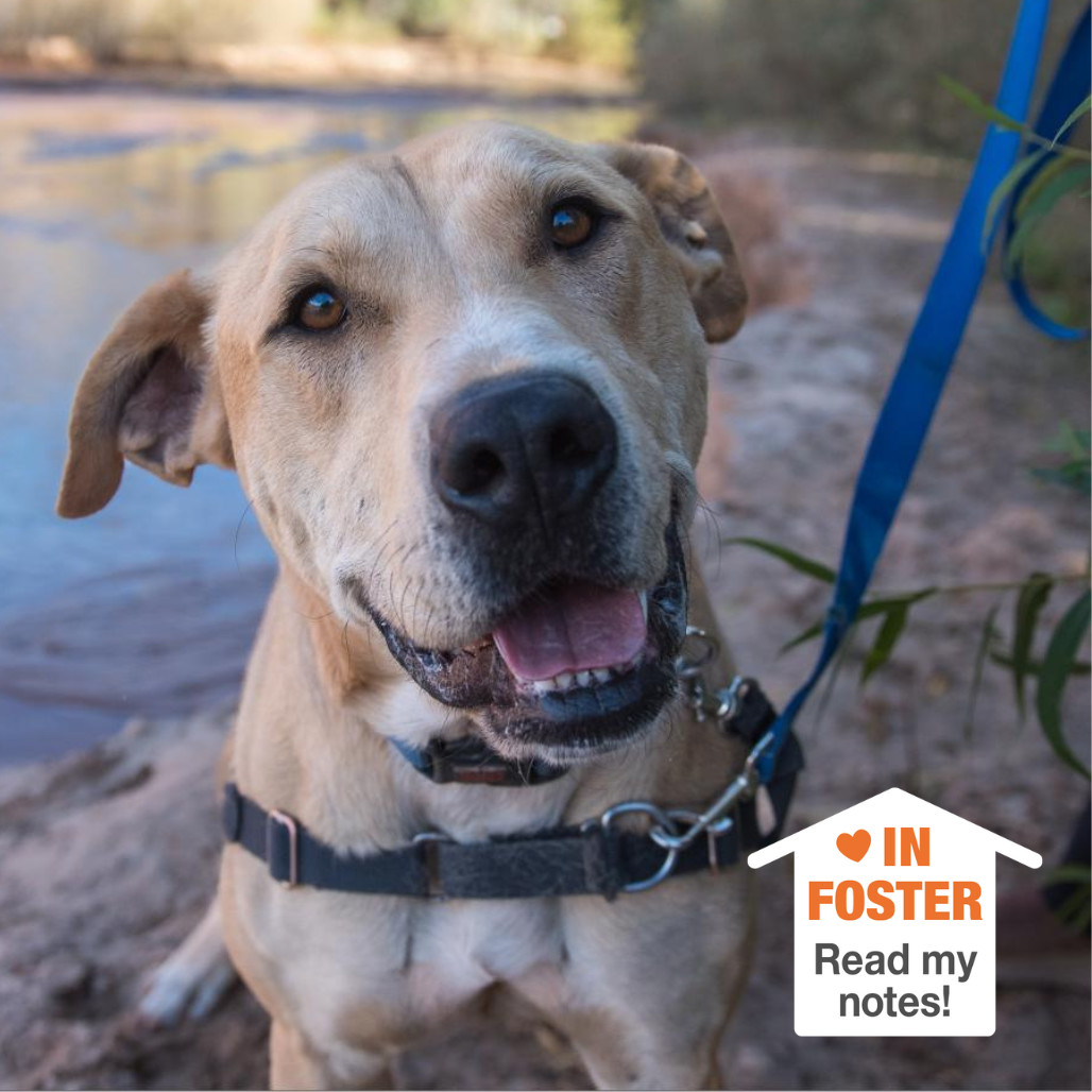 Mojito, an adoptable Labrador Retriever in Kanab, UT, 84741 | Photo Image 1