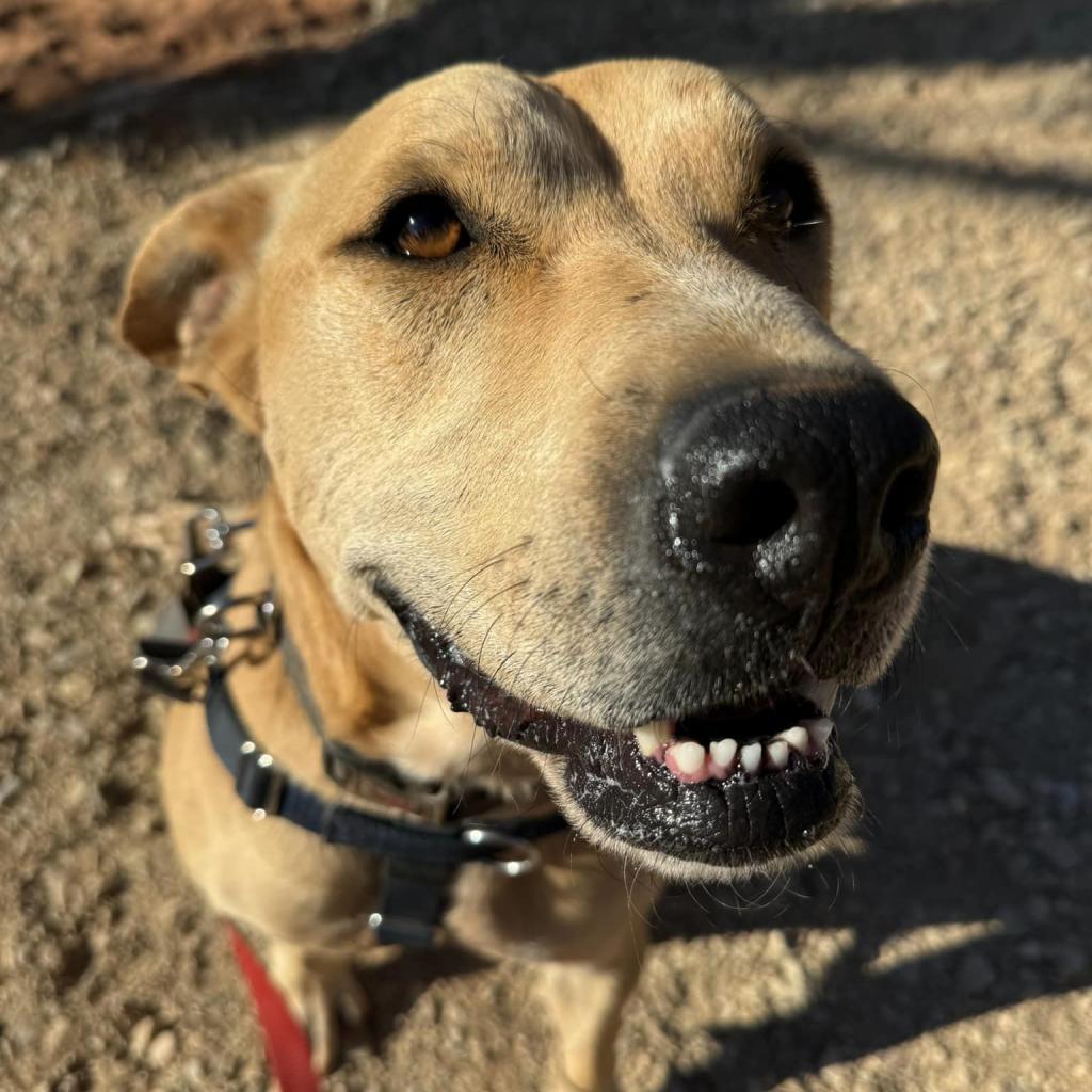 Mojito, an adoptable Labrador Retriever in Kanab, UT, 84741 | Photo Image 2