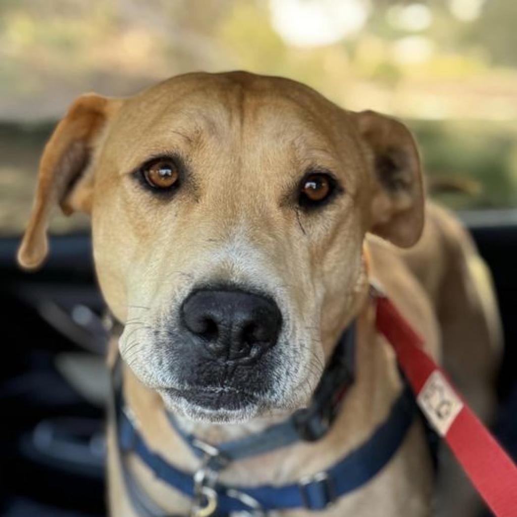 Mojito, an adoptable Labrador Retriever in Kanab, UT, 84741 | Photo Image 3