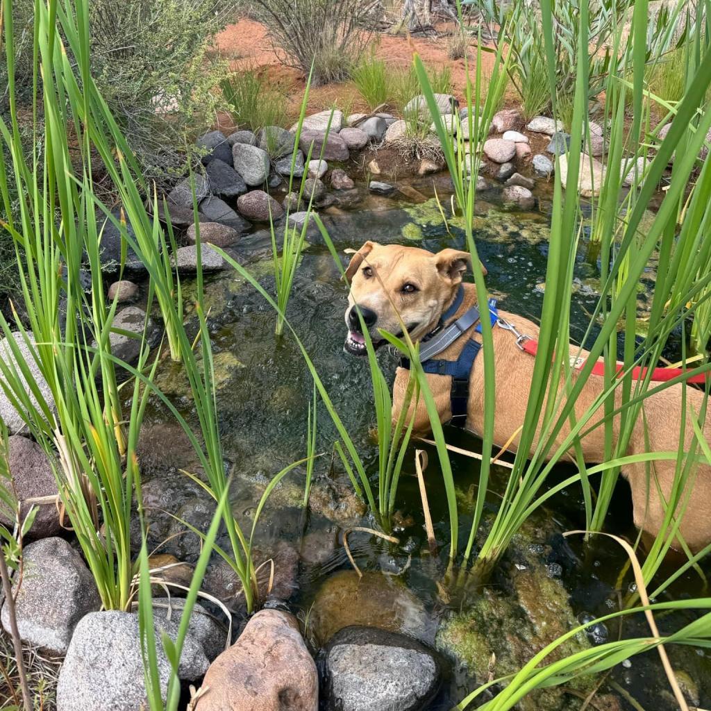 Mojito, an adoptable Labrador Retriever in Kanab, UT, 84741 | Photo Image 4