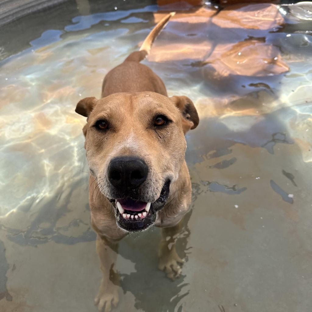 Mojito, an adoptable Labrador Retriever in Kanab, UT, 84741 | Photo Image 5