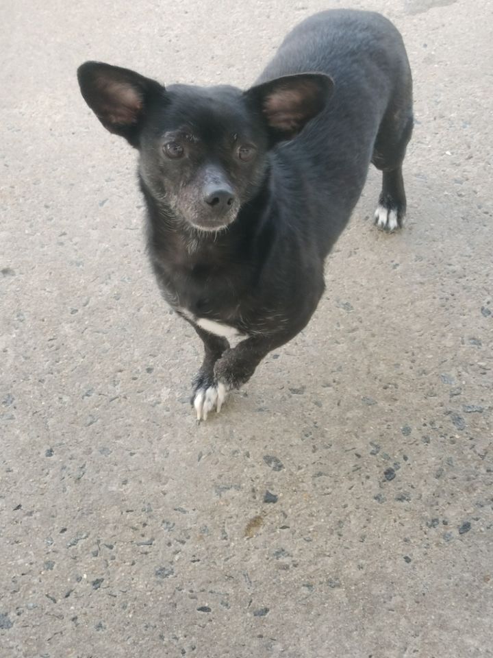 Teddy Bear, an adoptable Chihuahua in Roanoke Rapids, NC_image-1