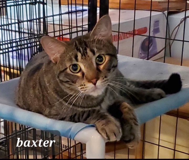 Baxter, an adoptable Domestic Medium Hair in St. Cloud, MN_image-2
