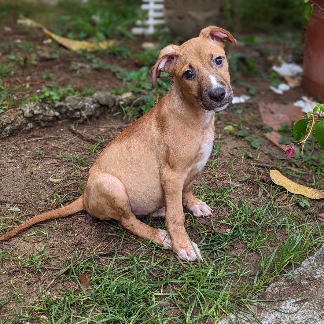 basenji pitbull lab mix