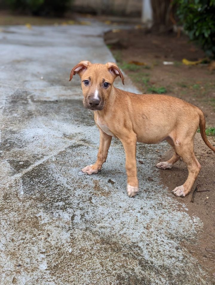 Basenji x jack store russell