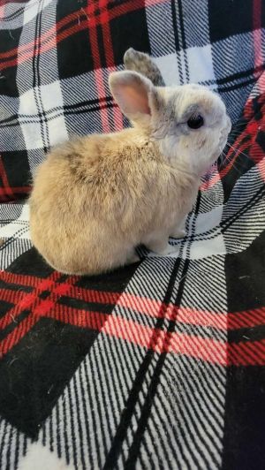 Nemo is an adorable snuggly little bunny We have no idea how old he is we only know he is