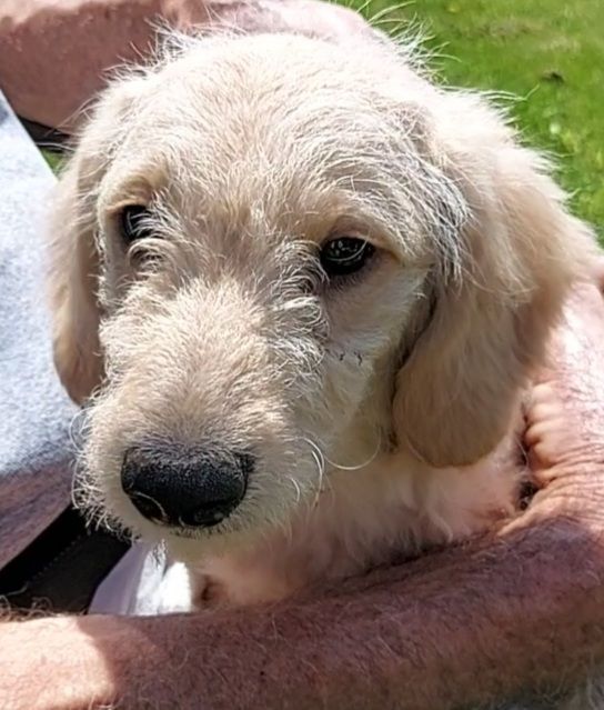 Mini goldendoodle hot sale petfinder