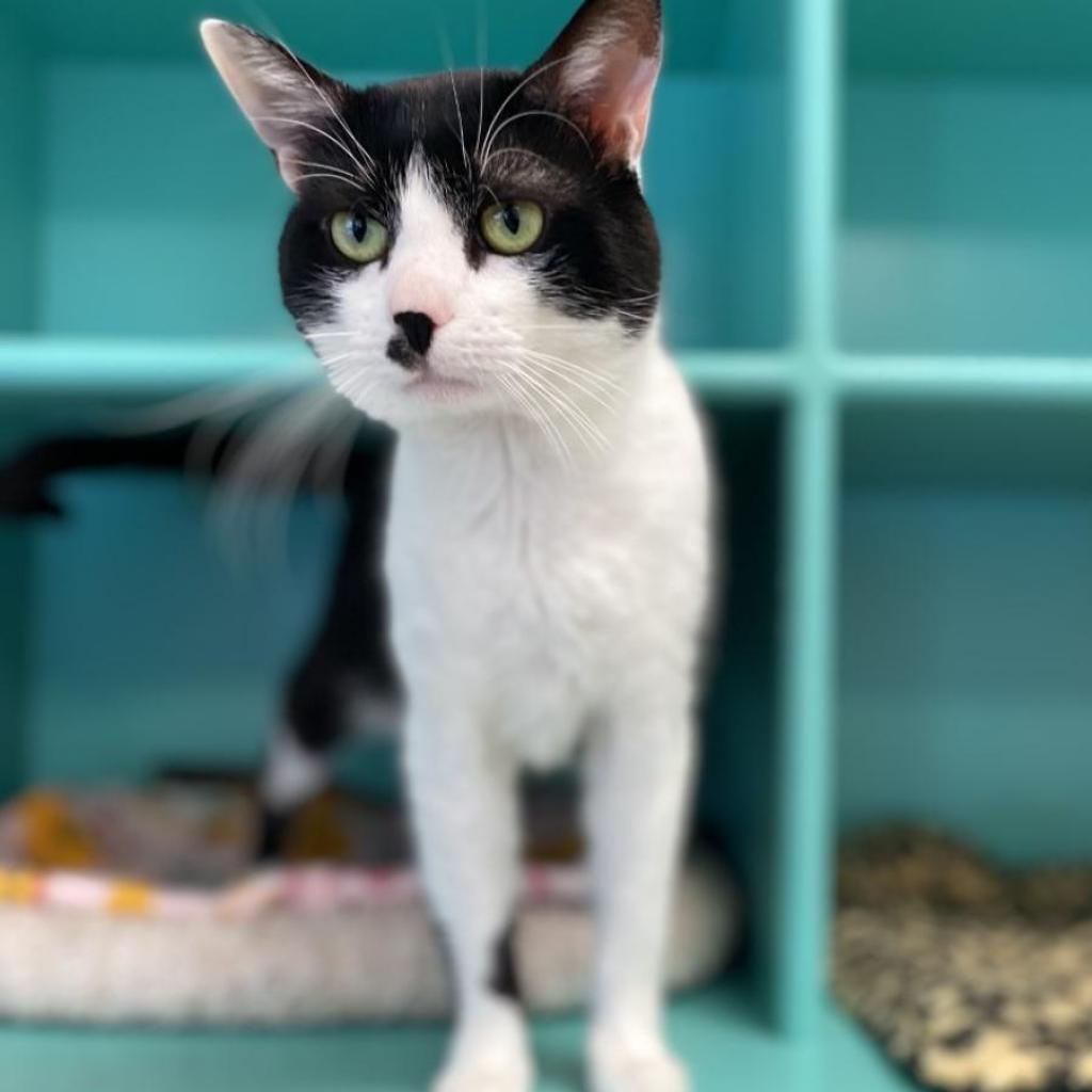 Checkers, an adoptable Domestic Short Hair in Kanab, UT, 84741 | Photo Image 1