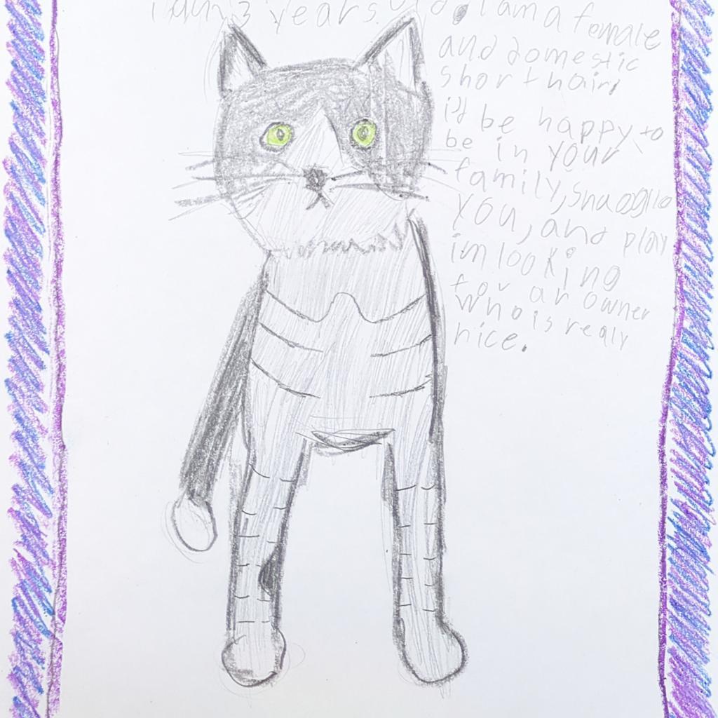 Checkers, an adoptable Domestic Short Hair in Kanab, UT, 84741 | Photo Image 3