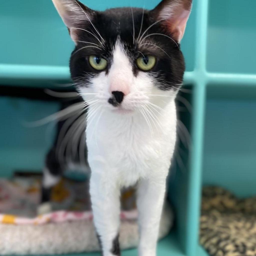 Checkers, an adoptable Domestic Short Hair in Kanab, UT, 84741 | Photo Image 4