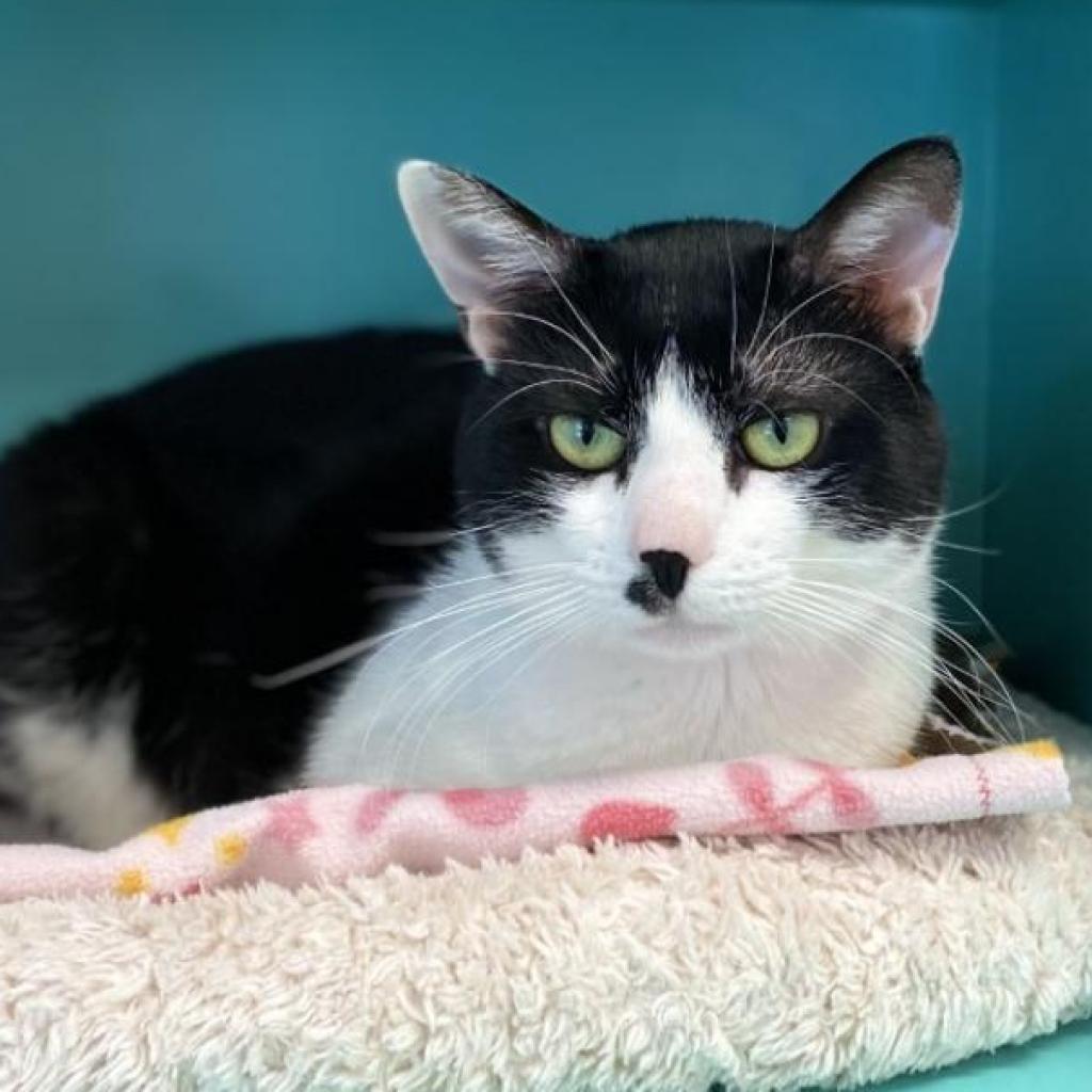Checkers, an adoptable Domestic Short Hair in Kanab, UT, 84741 | Photo Image 5