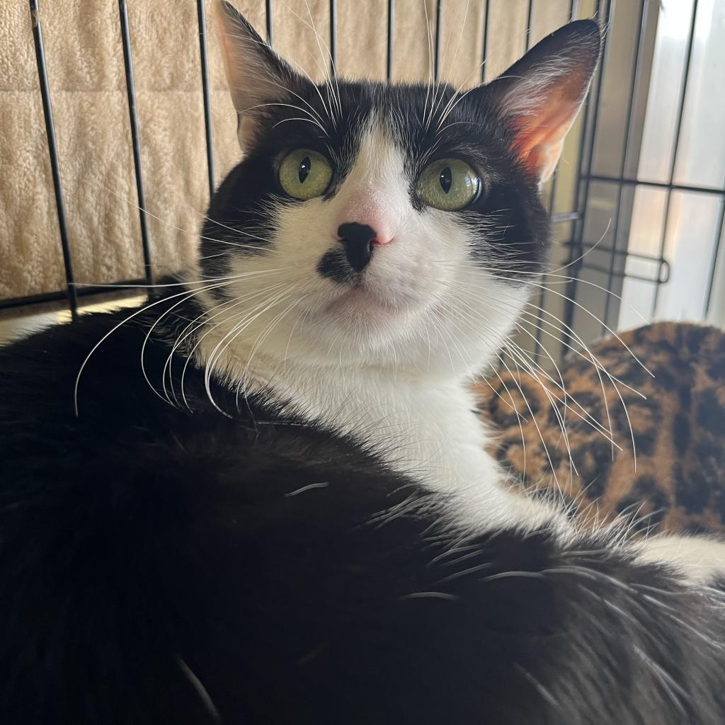 Checkers, an adoptable Domestic Short Hair in Kanab, UT, 84741 | Photo Image 6