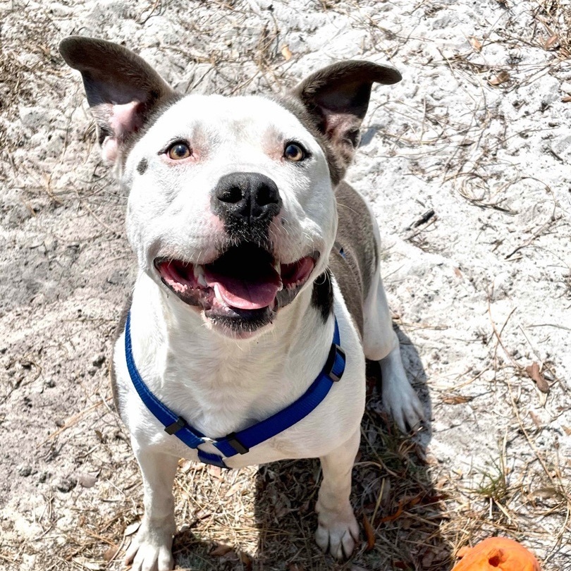 Dog for adoption - Colby , a Pit Bull Terrier & Staffordshire Bull ...