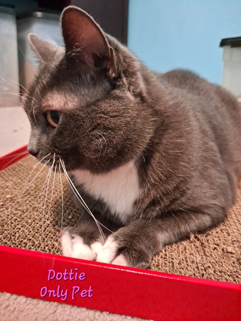 Dottie, an adoptable Domestic Short Hair in Brainardsville, NY, 12915 | Photo Image 5