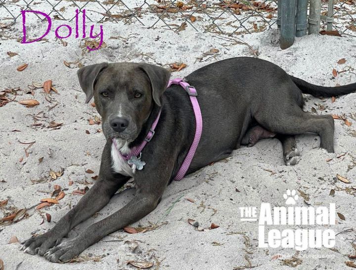 Dolly, an adoptable Pointer & Labrador Retriever Mix in Clermont, FL_image-2