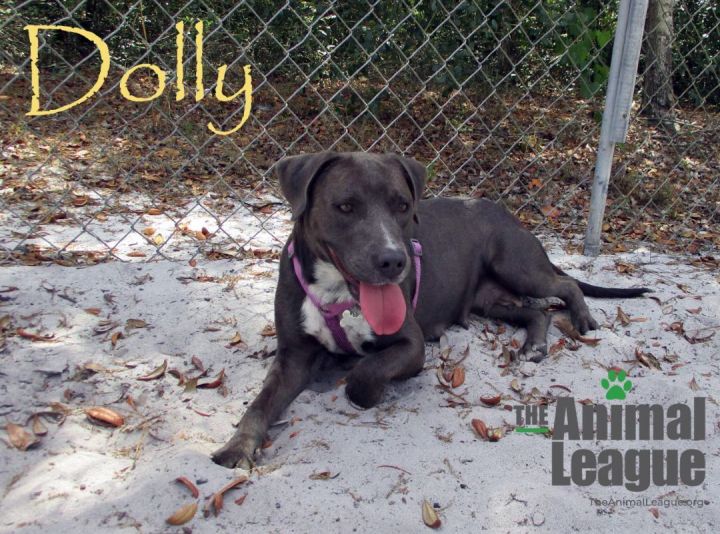 Dolly 3