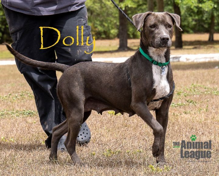 Dolly, an adoptable Pointer & Labrador Retriever Mix in Clermont, FL_image-4
