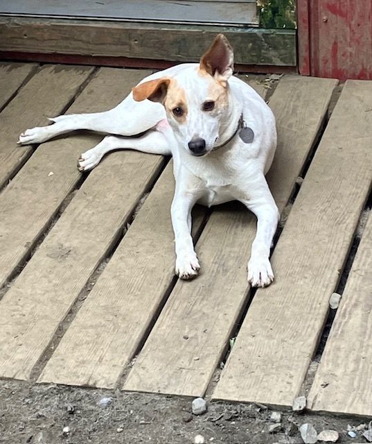 Australian cattle dog deals mixed with jack russell