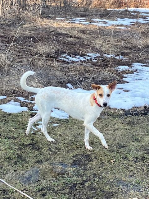 Blue heeler jack russell best sale mix size