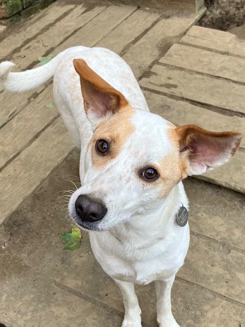 Red heeler terrier store mix