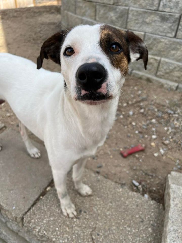 Crest in NH Partially Sponsored Adoption Fee! $300, an adoptable Jack Russell Terrier & Beagle Mix in Manchester, NH_image-1